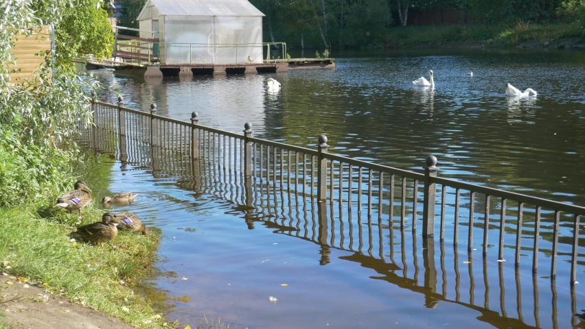 Duck in the water, close-up. Duck brown, floats on the lake.