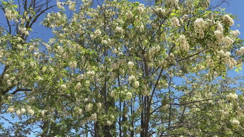 Black Locust tree with beautiful flowers moved by the wind. Steady Medium shot