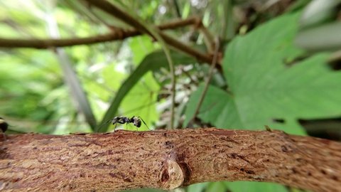 The big black ant walks on the waru tree branch