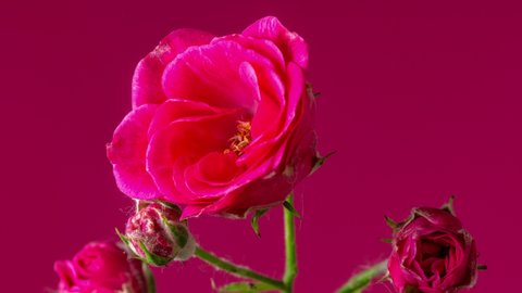 Red Rose Flower Blossom Timelapse Rotating on a Red Background