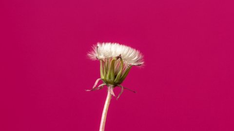 Dandelion Seed Blossom Timelapse on a Red Background