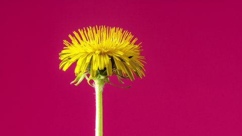 Yellow Dandelion Flower Growing Timelapse on a Red Background