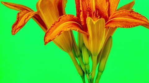 Orange Lily Flower (lilium) blossom timelapse rotating on a green background
