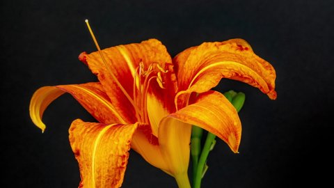 Orange Lily Flower (lilium) blossom timelapse rotating on a black background