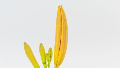 Orange Lily Flower (lilium) blossom timelapse rotating on white background