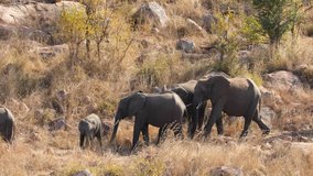 Herd of African elephants (Loxodonta africana) walking in line, Kruger National Park, South Africa