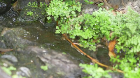 Natural clean origin water flowing in the forest in slow motion 180fps
