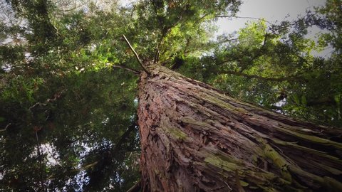 Looking up giant sequoia tree