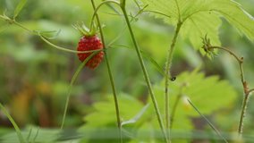 Wild organic strawberries in forest. Close-up of strawberry or fragaria plant ready to harvest. Raw and organic superfood ingredients for healthy food. Seasonal harvest of organic berry. Collection