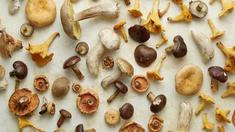 Autumn fall composition. Various kinds of forest raw mushrooms on rustic table. Placed over yellow background. Cooking delicious organic mushroom gourmet food. Flat lay top view Stock Video