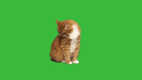 cat on a green screen