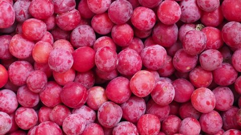 plum prune (Prunus domestica) aka European plum fruit vegetarian food useful as a background