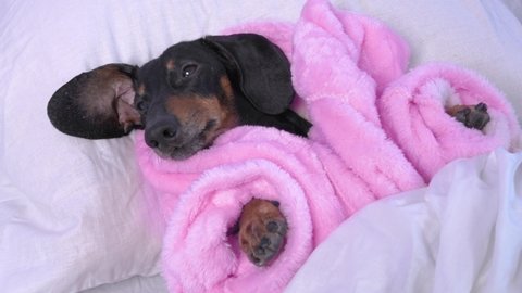 Cute dachshund dog in warm pink pajama or bathrobe is lying in bed under blanket, going to sleep after hot relaxing shower or in rehabilitation. Big bad wolf dressed as grandmother in fairy tail