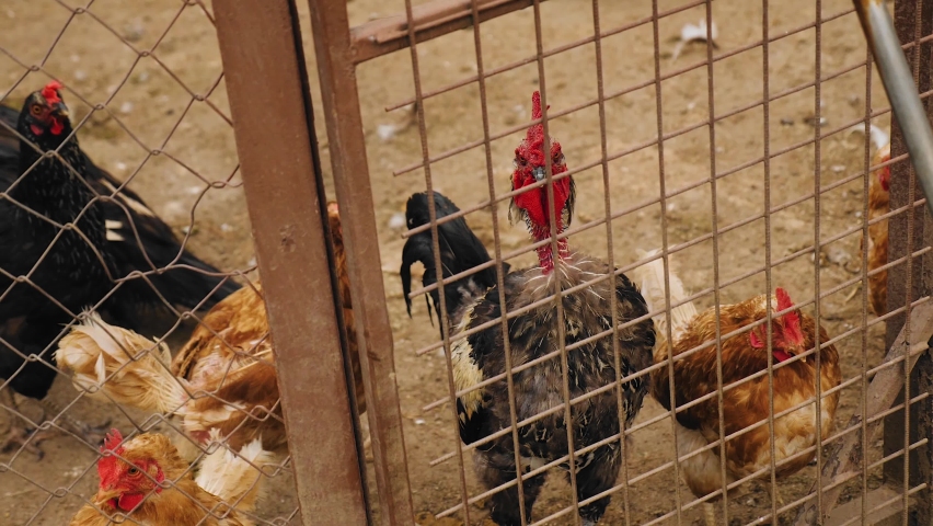 Chickens and a rooster walk behind bars in a cage. Close-up shooting of domestic birds