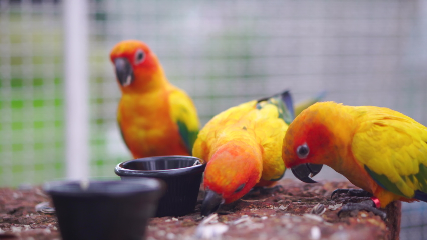 group beautiful parrots eating food sun Stock Footage Video (100% ...