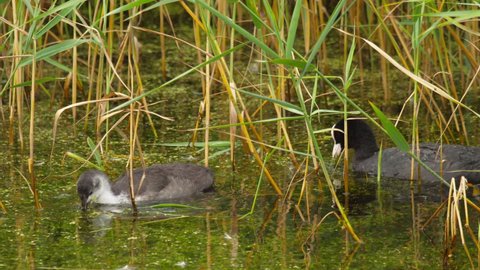 Eurasian Coot Family, Fulica atra. Mother coot with chick in water in Amsterdam
