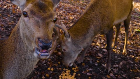 Close up of red deer in the woods in autumn on a sunny day eating nuts.