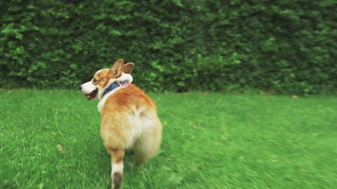 Welsh Corgi dog running in the grass, crane video shot following from behind.