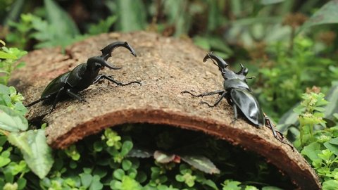 The 4k vdo show a fighting of stag beetles.