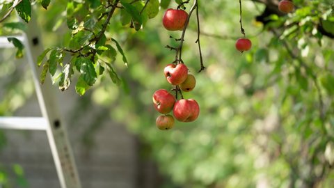 Man's hand tears apples from tree. Farmer plucking ripe fruit from apple tree. Red apples on a branch in a garden. Growing organic fruit.