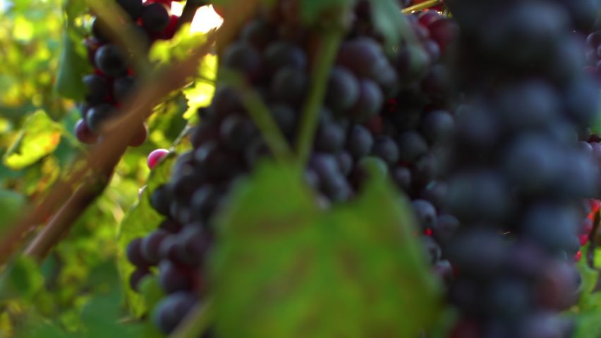 Close up of a branch of ripe grapes.Stock footage for wine commercial.
Grapes vineyard sunset.Valtellina,Italy.
Wine grapes harvest in Italy.
Organic bio food.
Wine handmade concept. Royalty-Free Stock Footage #1060439251