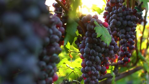 Close up of a branch of ripe grapes.Stock footage for wine commercial.
Grapes vineyard sunset.Valtellina,Italy.
Wine grapes harvest in Italy.
Organic bio food.
Wine handmade concept.