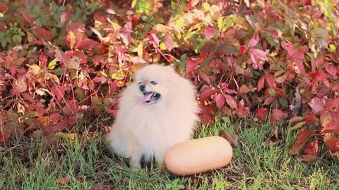 Adorable Pomeranian dog sitting next to a pumpkin on a background of yellow and red autumn leaves outdoors. Place for your text.