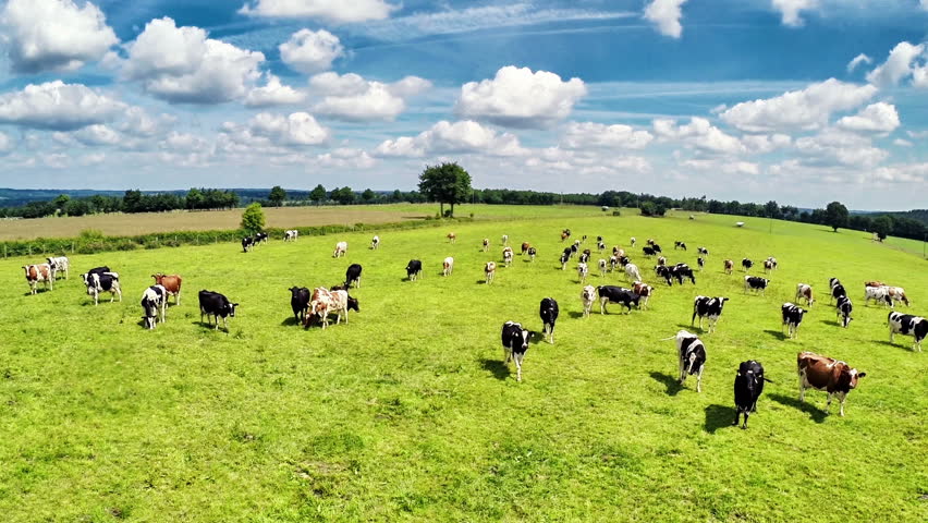 Aerial view of summer countryside with grazing cows. Agricultural background. Full HD, 1080p Royalty-Free Stock Footage #10604423