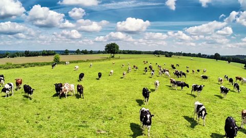 Aerial view of summer countryside with grazing cows. Agricultural background. Full HD, 1080p