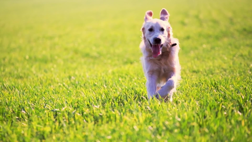Cute golden retriever dog running along sunny field | Shutterstock HD Video #1060446379