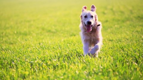 Cute golden retriever dog running along sunny field