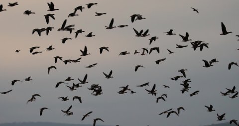 Flock of geese flying in early morning