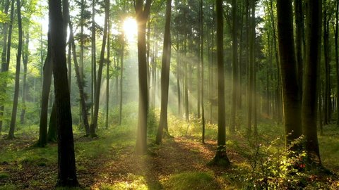 Beautiful sunlight in the forest aerial footage