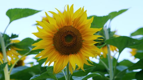 Beautiful yellow sunflower with bright sunlight. Blooming sunflowers against the blue sky. Agricultural industry, production of sunflower oil, honey.