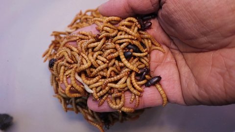 mealworms; larva & adult on the hand. larvae Stages of the meal worm - the life cycle of a mealworm, meal worm, super worm, superworm, superworms, super worms. insects, insect, bugs, bug, animals