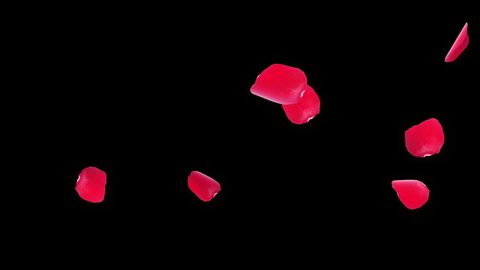 Anniversary Loop Background with falling Red rose petals Realistic 3D Green Screen loop Animation. Wedding, Romantic, Relaxing, spa or Wellness, Valentine Day, Love, Perfume, Romantic,