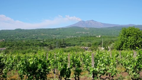 Sicilian vineyards with Etna volcano eruption at background in Sicily, Italy. Rural Sicilian landscape