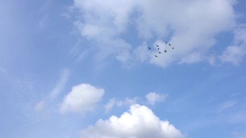 Flock of birds flying quickly in blue sunny sky