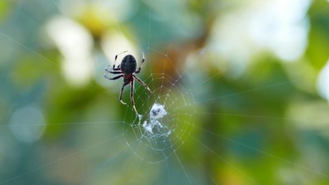 Orb weaver spider constructing a new web