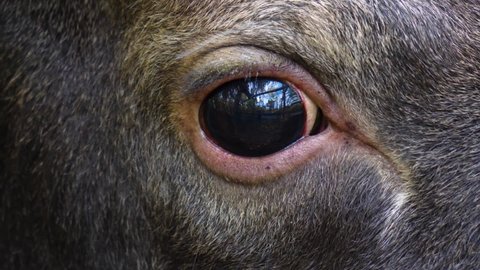  Close up of Elk, moose head and eye