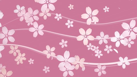 Cherry blossoms and curved line ,  loop , pink background