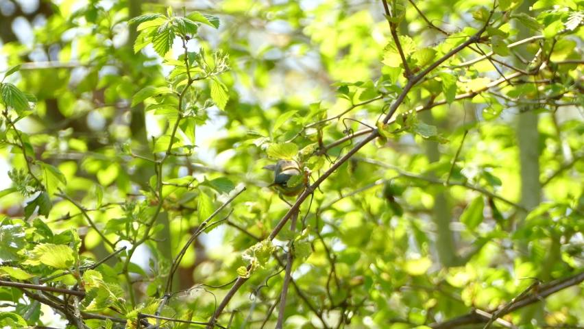 A Northern Parula fluttering around between the branches of a green and leafy tree