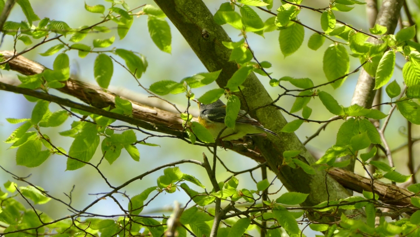 A calm Northern Parula sitting on a branch looking around at the surroundings