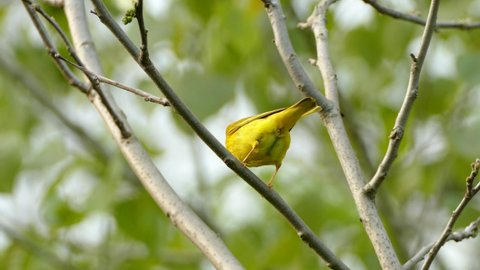 Yellow Warbler Perched On Branch Looking From Side To Side. Low Angle, Locked Off