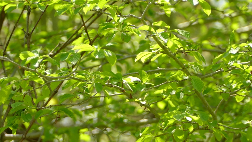 A Northern Parula jumping from branch to branch on a green leafy tree, exploring and looking around