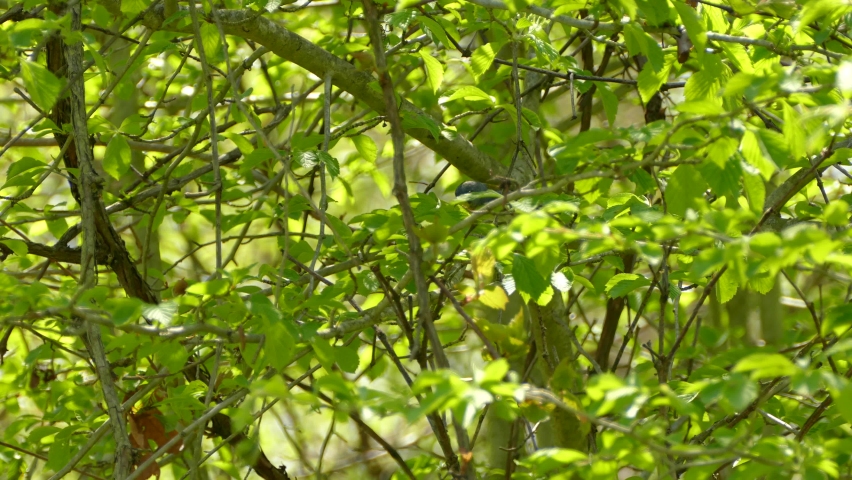A beautiful Northern Parula being curious and jumping from branch to branch on a green and leafy tree