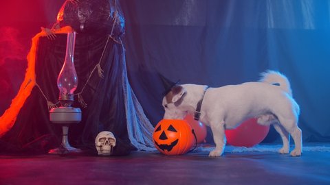 Halloween celebration concept. Funny dog eating from halloween pumpkin