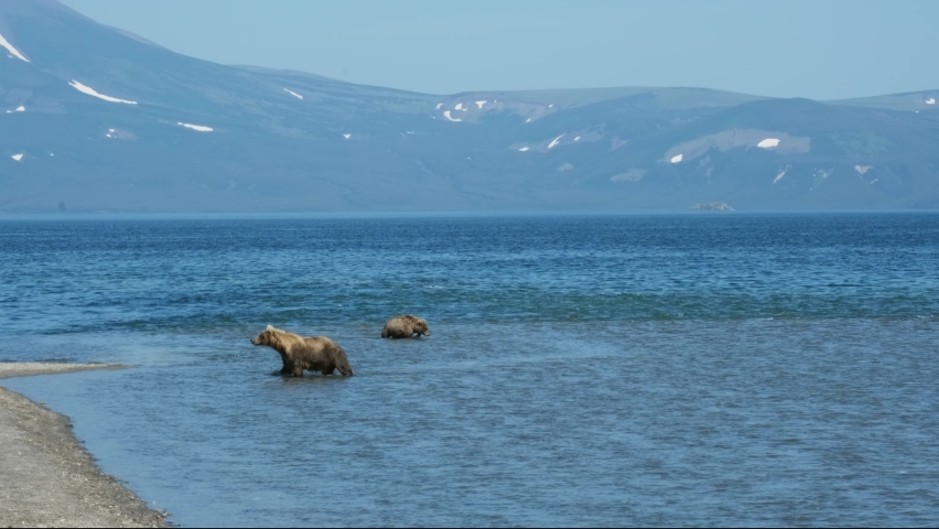 Bears walking on the shore of Kurile lake. Kamchatka, Russia, 4k