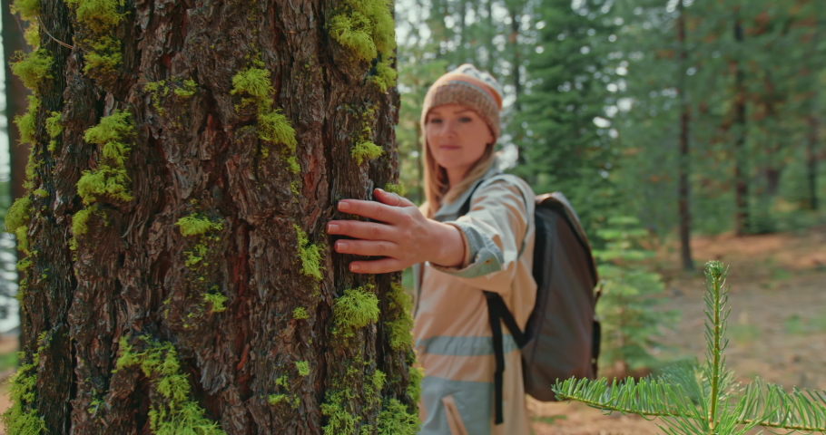 Human take care about nature. Hand of female environmental activist gently touches tree bark in forest. Nature lover on sunny autumn day. Woman supporting nature palm trunk with green moss 4K nature Royalty-Free Stock Footage #1060462417