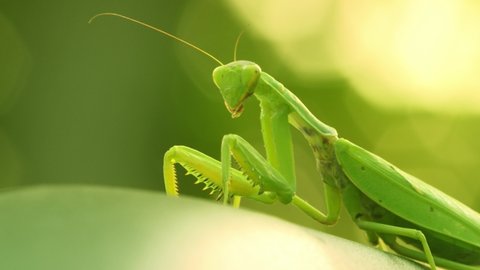 Green insect moves its legs, twists its head and chews. Mantis insect sits on a leaf (Close-up)